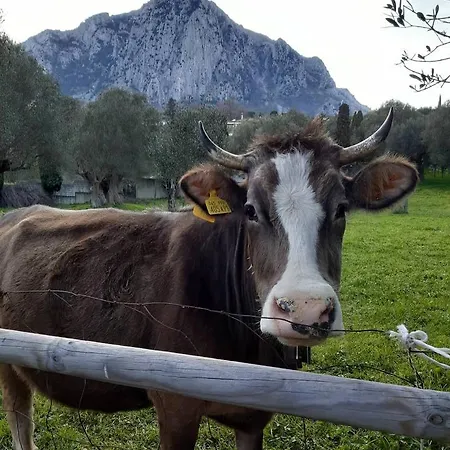 Pie' D'ulivo Casa rural Bosco (Campania)