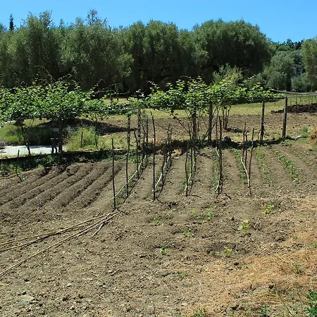 Pie' D'ulivo