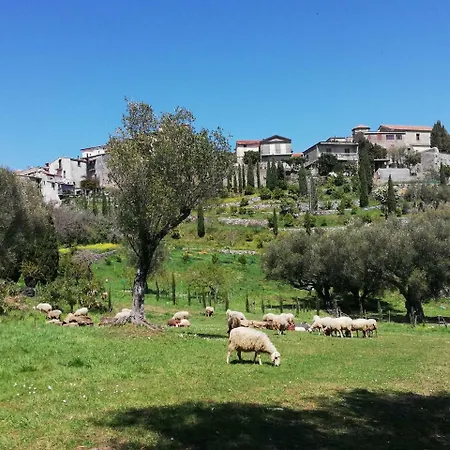 Pie' D'ulivo Bosco (Campania)