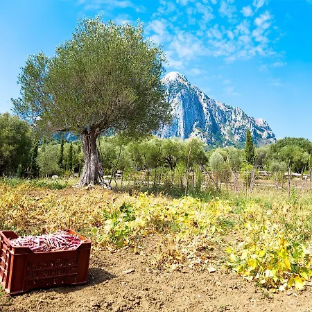 Casa rural Pie' D'ulivo Bosco (Campania)