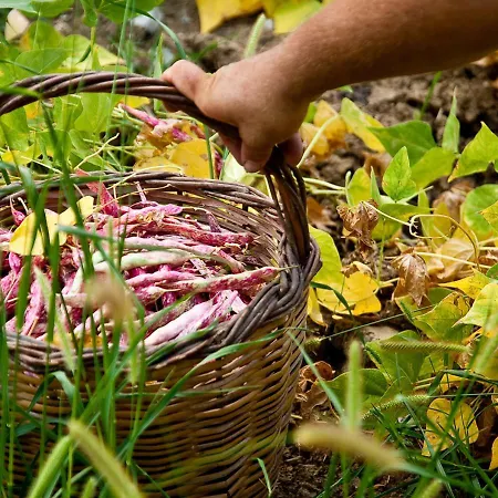 Casa rural Pie' D'ulivo Bosco (Campania)