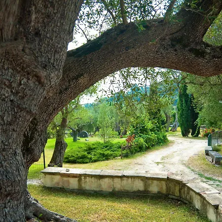 Pie' D'ulivo *